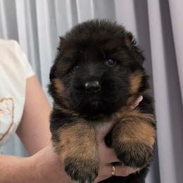 Male - Black and red male German Shepherd puppy in Twin Lake, Michigan from VanBlargan German Shepherds