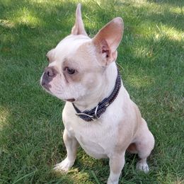 Olaf - Boston Terrier