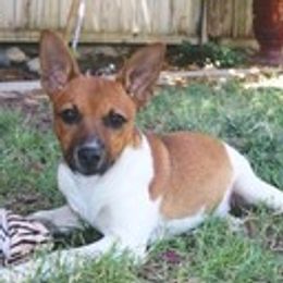 Rat Terrier puppies from Usona Rat Terriers