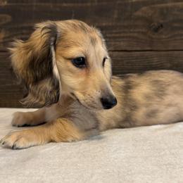 Gill - Cream male Dachshund puppy in Dothan, Alabama from Little House Pups