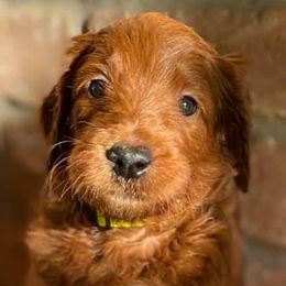 Goldendoodles from Tomball Doodles