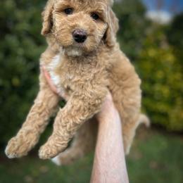 Shamrock - Apricot female Aussiedoodle puppy in Claremont, North Carolina from Magnolia Grove Farms