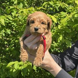 Red Collar- Rusty - Apricot male Australian Labradoodle puppy in Ferndale, Washington from Annie's Doodles