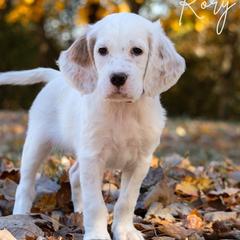 Rory- Purple Collar - English Setter puppy from Bucks County Setters