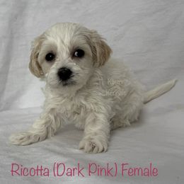 Ricotta - Cream female Shichon puppy in De Pere, Wisconsin from Kinzor Kennels