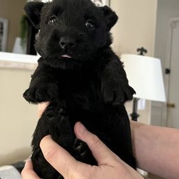 Scottish Terrier Puppies from Oodles of Cuties!