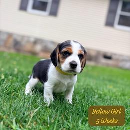 Yellow Girl - Black white and tan female Beagle puppy in Grantsville, Maryland from Fable & Fern Beagles