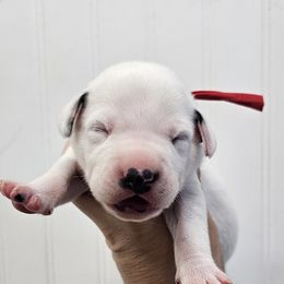 Red collar - White and black male Dalmatian puppy in Knoxville, Tennessee from Dazzling Dalz