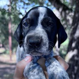 Oregano - blue collar - Black roan male German Shorthaired Pointer puppy in Mokelumne Hill, California from Underhill GSP