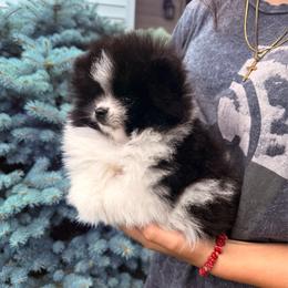 Goon - Black parti male Pomeranian puppy in Waterloo, Indiana from Garcias Pomeranian