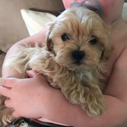 Peanut - Gold and white male Shihpoo puppy in Graham, North Carolina from Geise Meadow Doodles