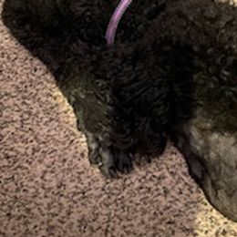 Poodles from Mandell Poodles and Doodles