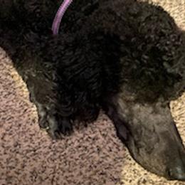 Poodles from Mandell Poodles and Doodles