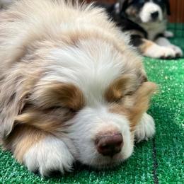 Australian Shepherd Puppies from Black Canyon Corral Aussies