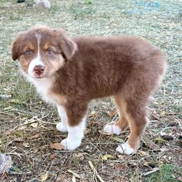 Diamond - Red tri-color male Australian Shepherd puppy in Preston, Idaho from KC Bar Ranch Aussies