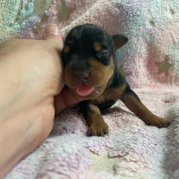 Raven - Black and rust female Miniature Pinscher puppy in Lancaster, Missouri from White Stone Ranch