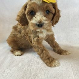 Reyna - Red and white female Cockapoo puppy in Adrian, Oregon from ApplebyFarm