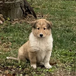 Collie puppies from Brown Acres Collies