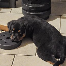 Rottweiler Puppies from Karol pragacz