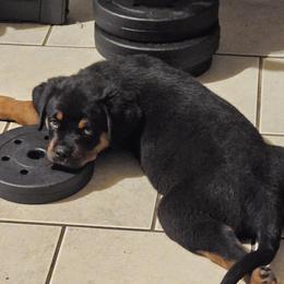Rottweiler Puppies from Karol pragacz