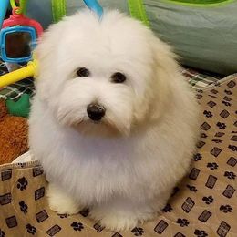 Cotons de Tulear and Pembroke Welsh Corgis from Kacia Kennels