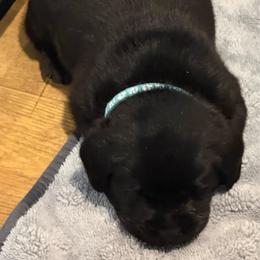 Indy - Black female Labrador Retriever puppy in Greensburg, Kentucky from Paws Farm Retrievers