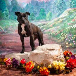 American Pit Bull Terriers and American Staffordshire Terriers from Mythos K9s