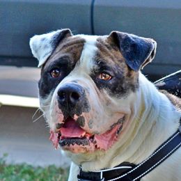 Rigs - Alapaha Blue Blood Bulldog