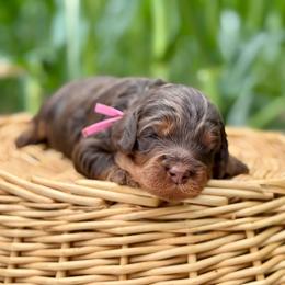 Pink - Phantom female Goldendoodle puppy in Hesperia, Michigan from Red Acres Poodles & Doodles