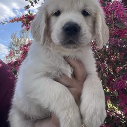 Black - Light golden male Golden Retriever puppy in Jesup, Georgia from Painted Platinum Retrievers (Painted Platinum Kennel) PPK