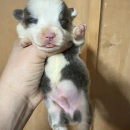Blue boy 1 - Blue male Pembroke Welsh Corgi puppy in Clinton, Tennessee from High Hopes Farm
