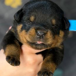 3rd pick Male - Black and mahogany male Rottweiler puppy in Fredericktown, Missouri from Obsessions Rottweiler