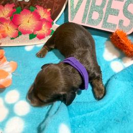 Purple collar female - Red female Dachshund puppy in Pleasant Plains, Arkansas from JGBs Dachshunds