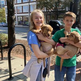 Labrador Retriever Puppies from Spring Water Labs of the Carolinas