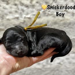 Snickerdoodle- Yellow Collar - Black male Goldendoodle puppy in Bay City, Texas from Charming Doods