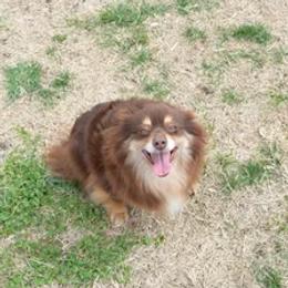 American Corgis, Dalmatians, Miniature American Shepherds, Pembroke Welsh Corgis, and Toy Australian Shepherds from The Wildfire Kennel
