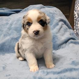 Shine On Me aka Shiner - Blue merle female Australian Shepherd puppy in Sparta, Tennessee from SugarWood Australian Shepherds