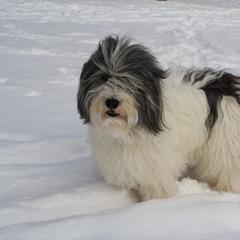 Polish Lowland Sheepdog All Grown Up from Ponavie PONs