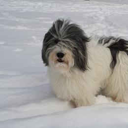 Polish Lowland Sheepdog All Grown Up from Ponavie PONs