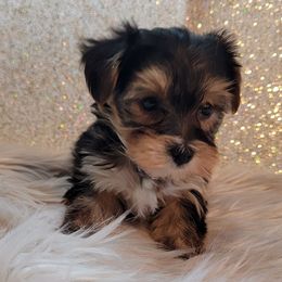 French Bulldogs and Yorkshire Terriers from Yorkies Living in Virginia