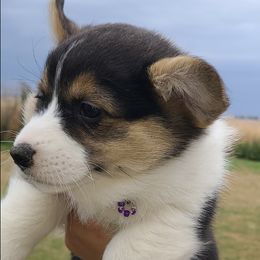American Corgis from Val's Corgis