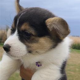 American Corgis from Val's Corgis