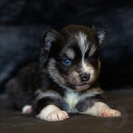 Zoey - Tri-color female Pomsky puppy in Sumter, South Carolina from Emerald Skies Pomskies