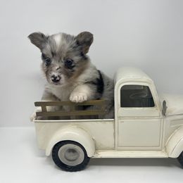 American Corgi and Pembroke Welsh Corgi Puppies from The Comma Corgis