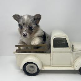 American Corgi and Pembroke Welsh Corgi Puppies from The Comma Corgis