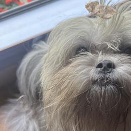 Mi-Kis from Phantastic Mi-kis