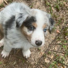 Skye - Blue merle female Australian Shepherd puppy in Tallahassee, Florida from H&H Red Gate Farm
