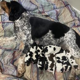English Springer Spaniel puppies from Cherri's English Springer Spaniels