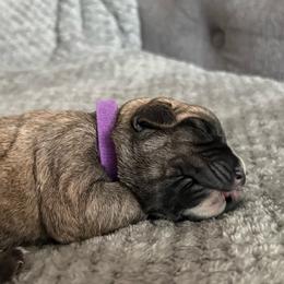 Skye - Fawn female Cane Corso puppy in Cameron Park, California from Lionheart Cane Corso