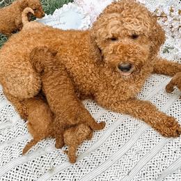 Kira - Goldendoodle